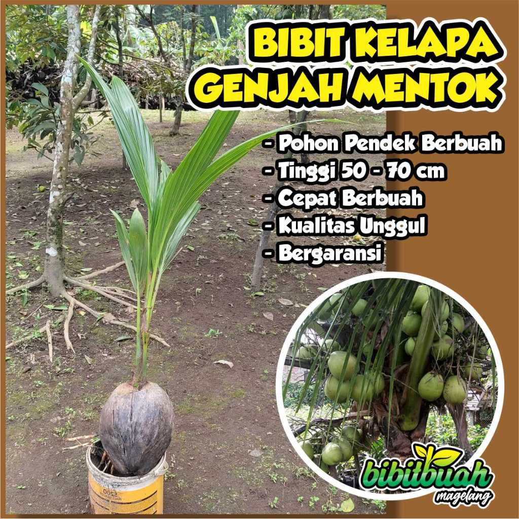 Bibit Kelapa Genjah Entok ( Pohon Kelapa Pendek Berbuah )