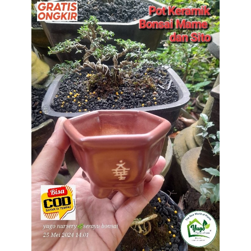 Pot Bonsai Keramik pot Keramik Bonsai Small Mame Sito