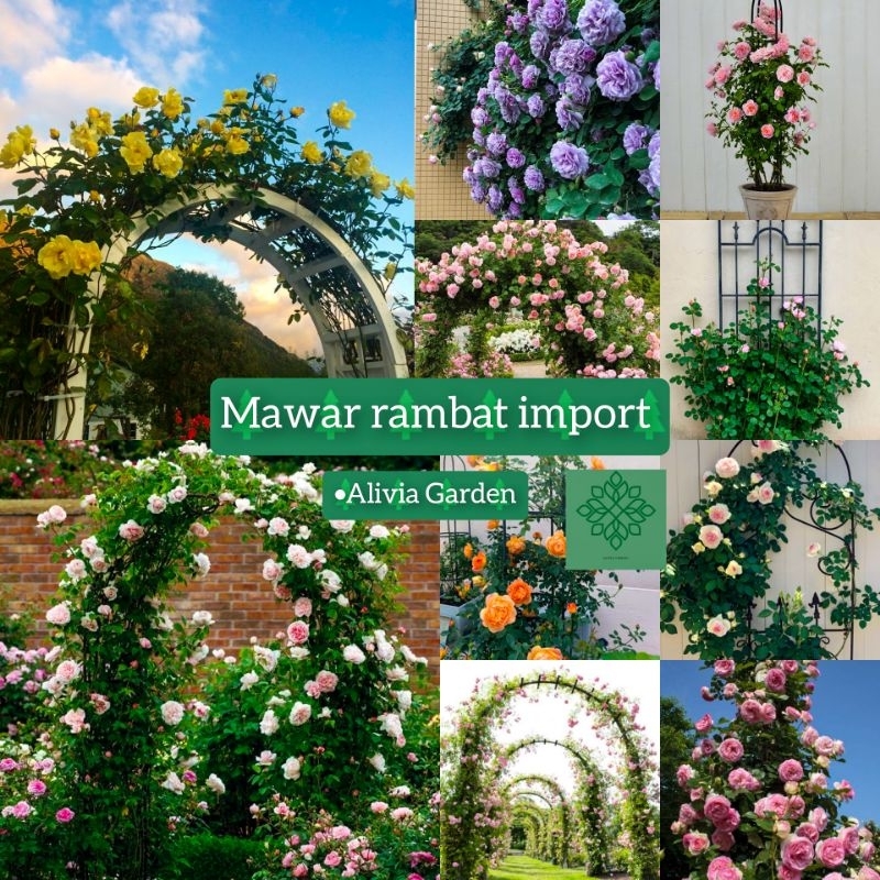 Mawar Rambat - Mawar Rambat Import - Tanaman Mawar - Mawar bahan pergola