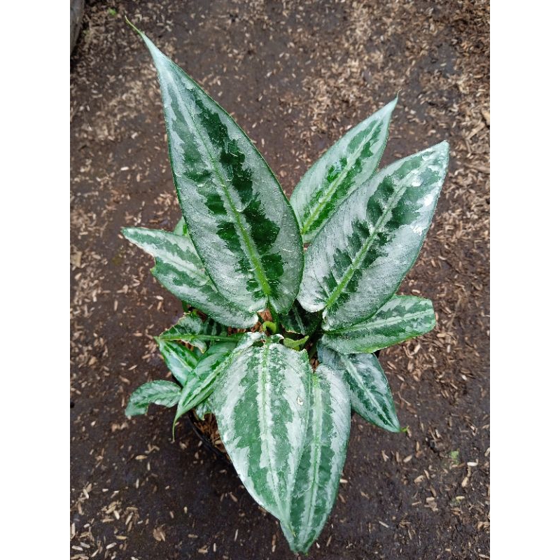 Homalomena tanaman hias homalomena silver