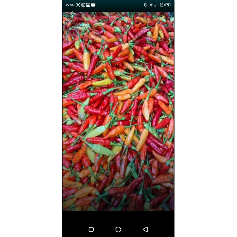 ID 090 - BENIH CABE RAWIT MERAH ORI 212 BY AURASEED INDONESIA 10 GRAM - ORI 212 BENIH CABE VIRAL