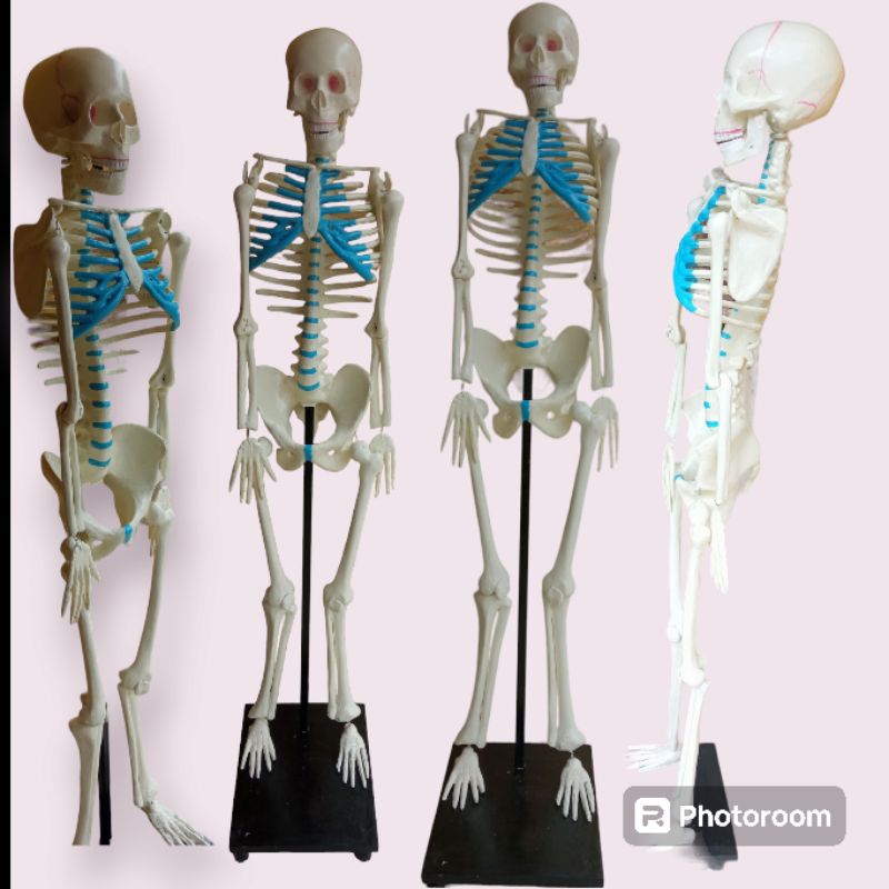 

Kerangka Manusia Dewasa Tinggi 165cm Bahan fiberglass/Torso /manikin kerangka/ Alat peraga pendidikan