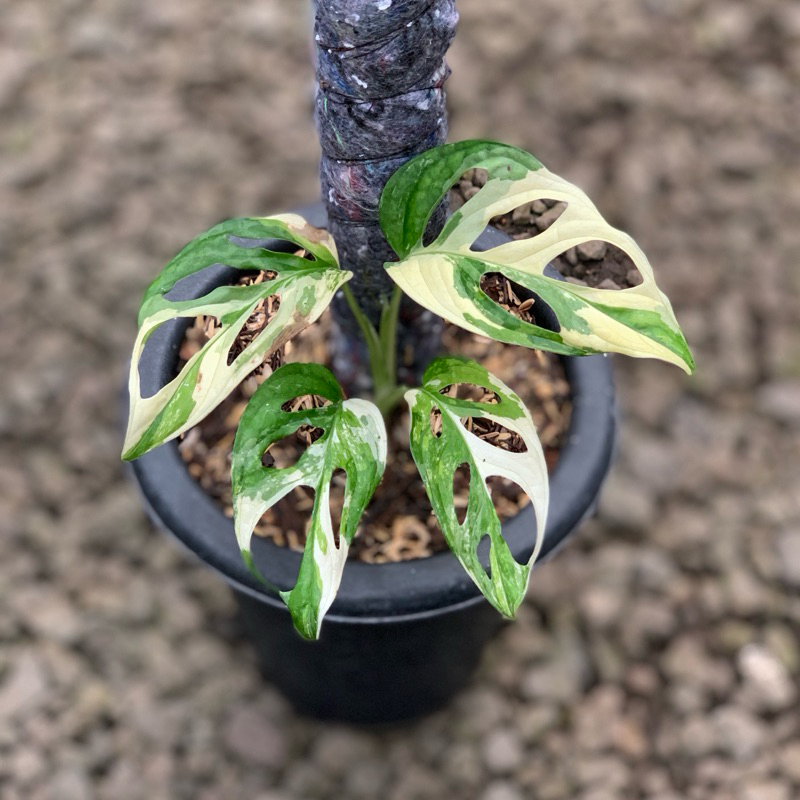 ADANSONI JAPAN || JANBOL VARIEGATA