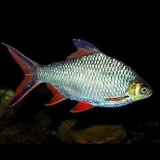 Kaviat Green / Kaviat