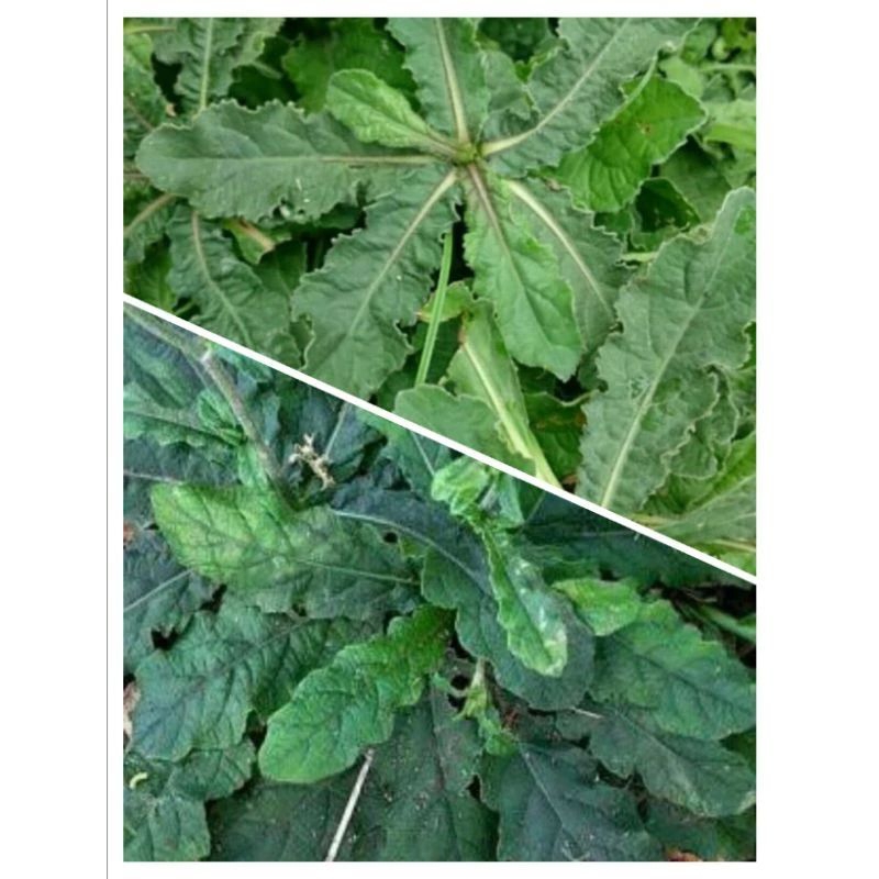 

daun tapak liman 200g