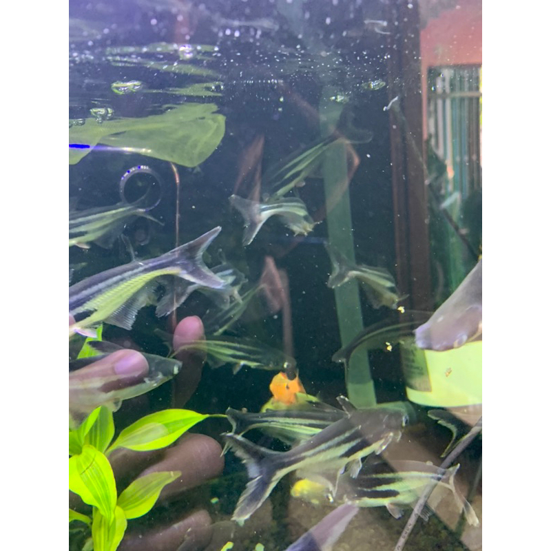 

IKAN PATIN HITAM