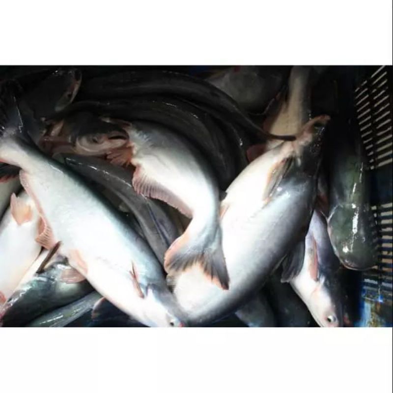 

ikan patir segar kiloan 1,2kg