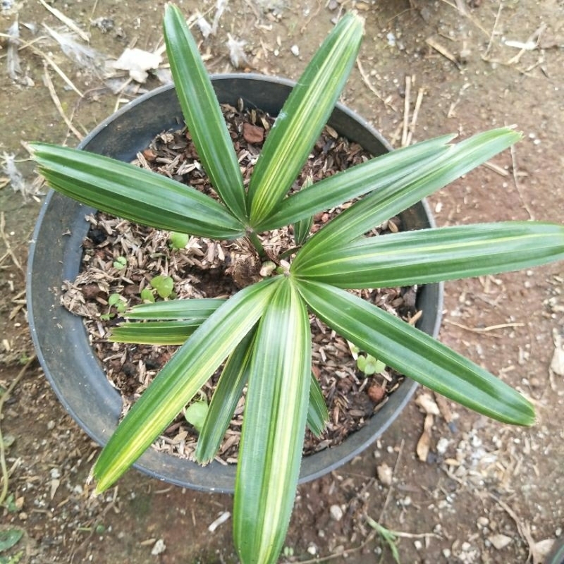 tanaman palem regu varigata palm varigated