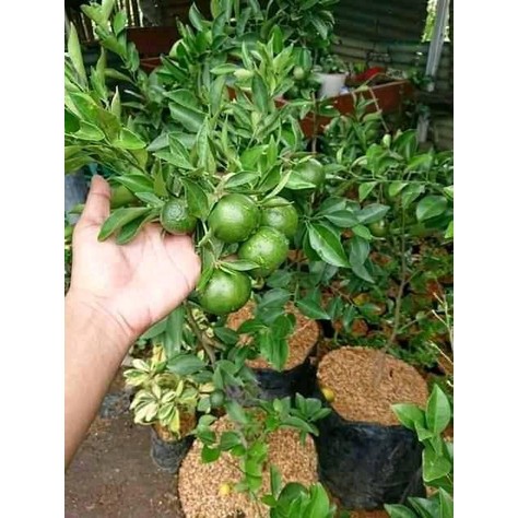 Bibit Santang Madu 1meter Sudah Berbuah