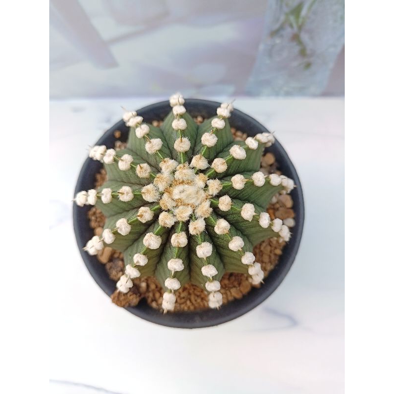 Termurah Kaktus LB 2178 Besar Ori > 12 ribs