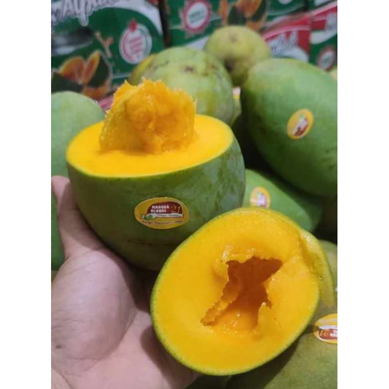 Mangga Alpukat | Mangga Klonal21 | mangga alpukat Bangil