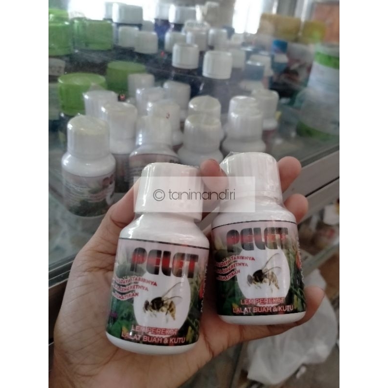 LEM UNTUK LALAT BUAH, LEM MANYANG, PEREKAT LALAT BUAH TANAMAN, PEREKAT LALAT SAWAH