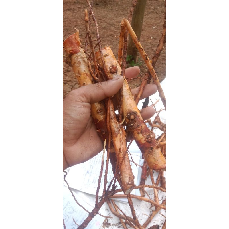 

akar duren akar kadu segar herbal 1 kg