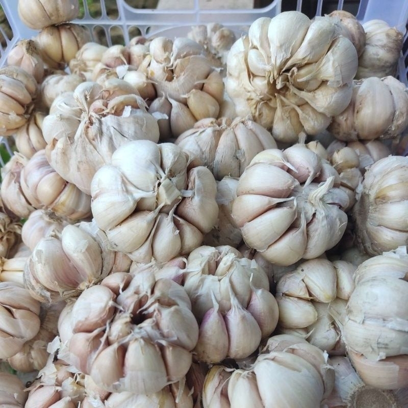 

1kg Bawang putih