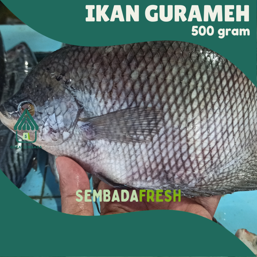 

Ikan Gurameh Segar 500 gram - SEMBADA FRESH [Pengiriman Instant]