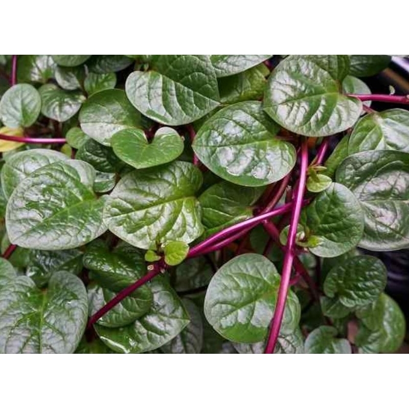 

Daun binahong merah super pilihan petik langsung-az