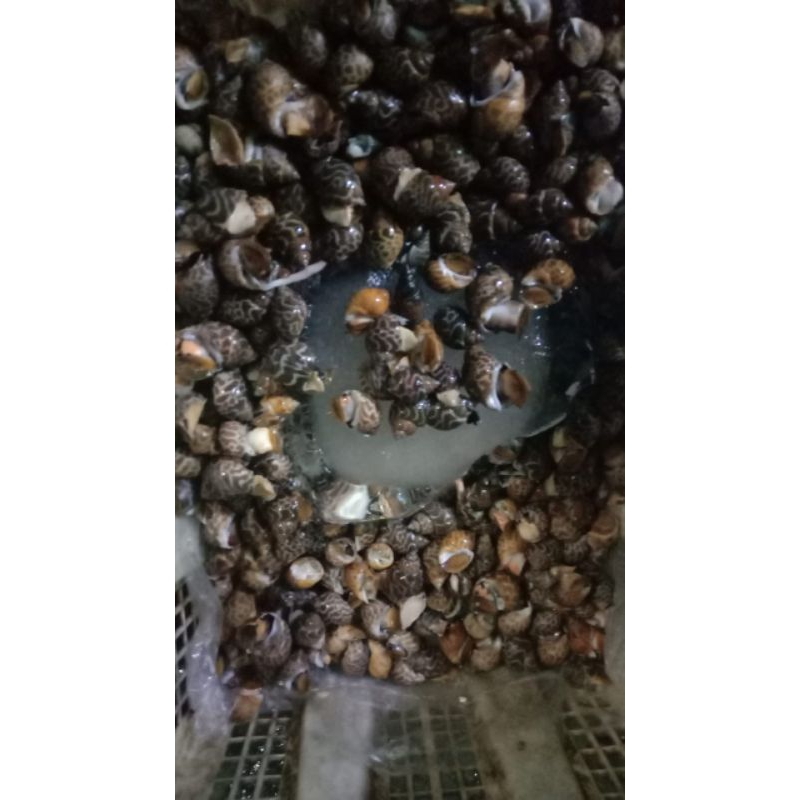 

kerang macan segar