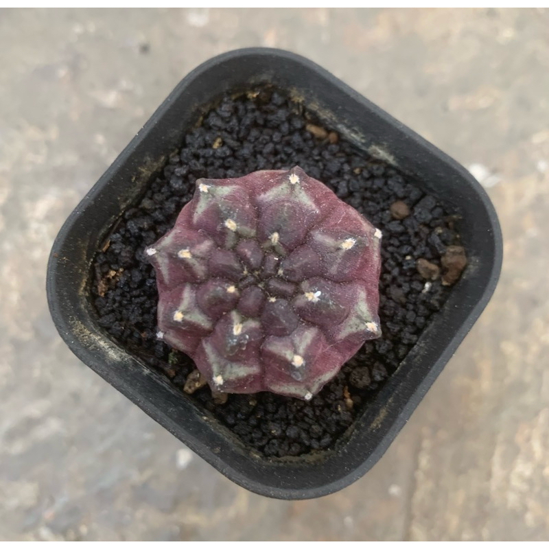 Kaktus Gymno Daydream