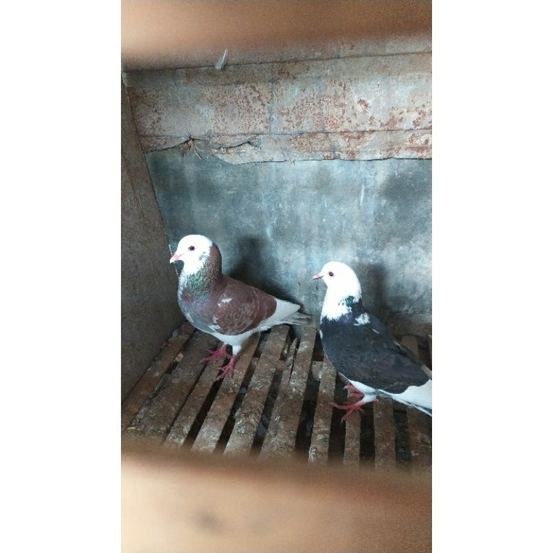 burung dara merpati blantong satu pasangan