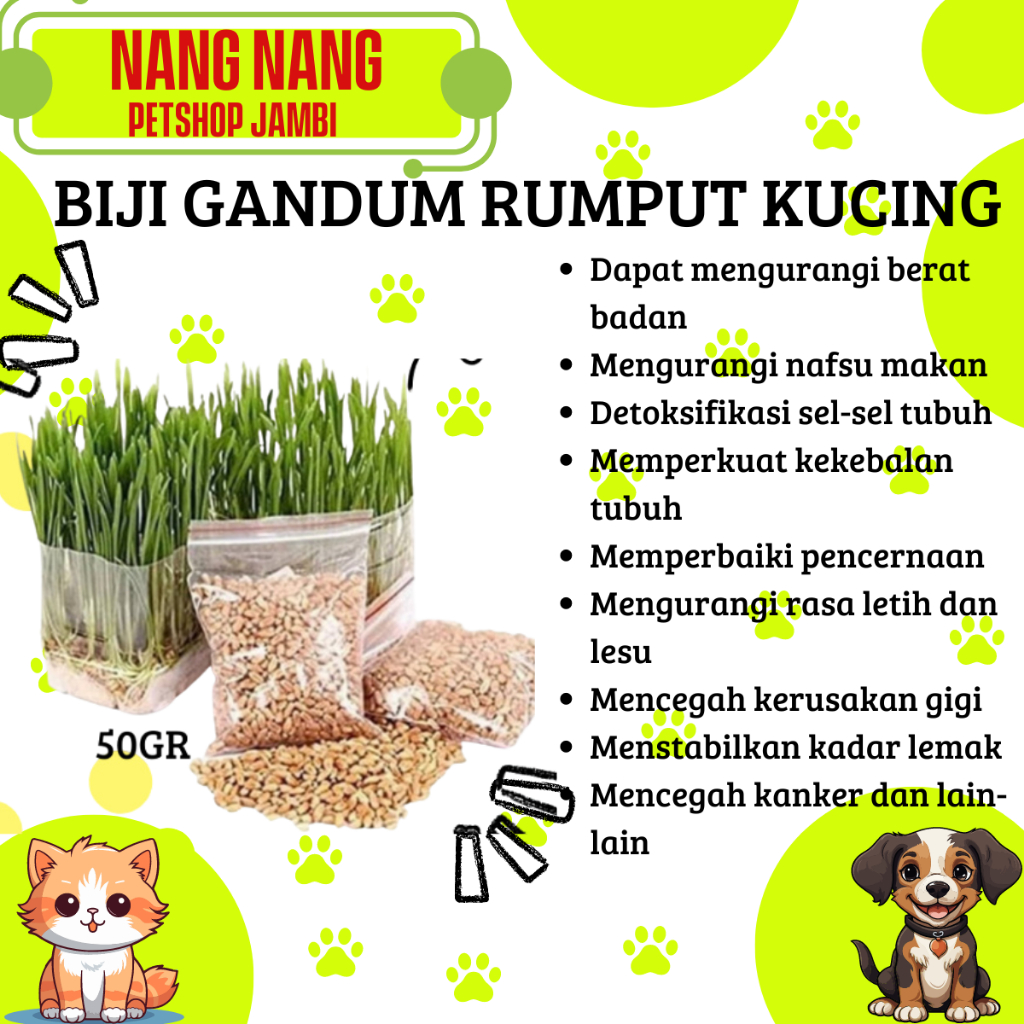 BIJI GANDUM RUMPUT KUCING - Benih Biji Gandum Rumput Cat Grass Wheatgrass