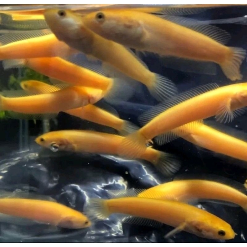 LIMBATA GOLDEN XIANTIC 7 CM BONUS PAKAN