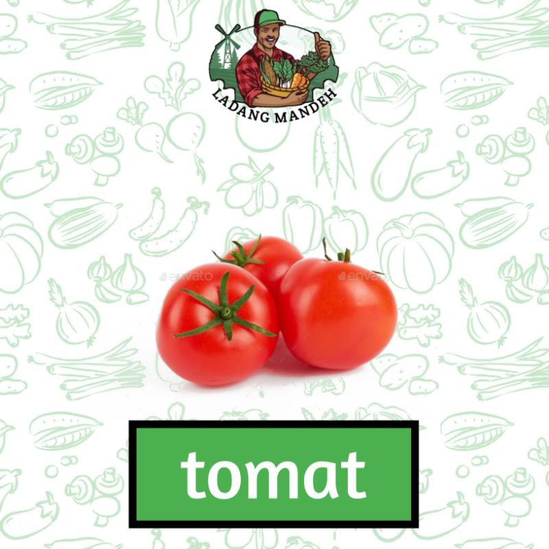 

Tomat Lokal Ladang Mandeh