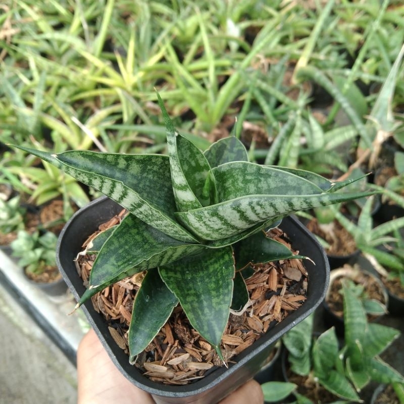 kaktus sukulent// sansevieria hybrid sindoro