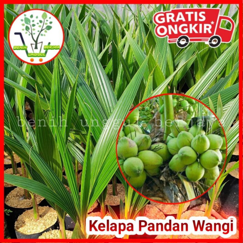 Bibit Kelapa Pandan Wangi Asli