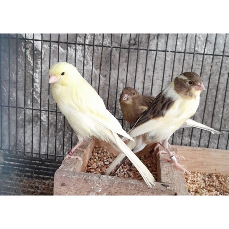 kenari paud f1 jantan warna cerah