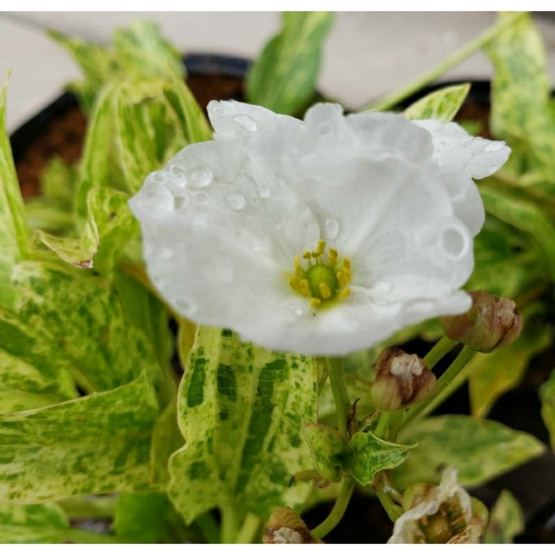 tanaman hias melati air varigata