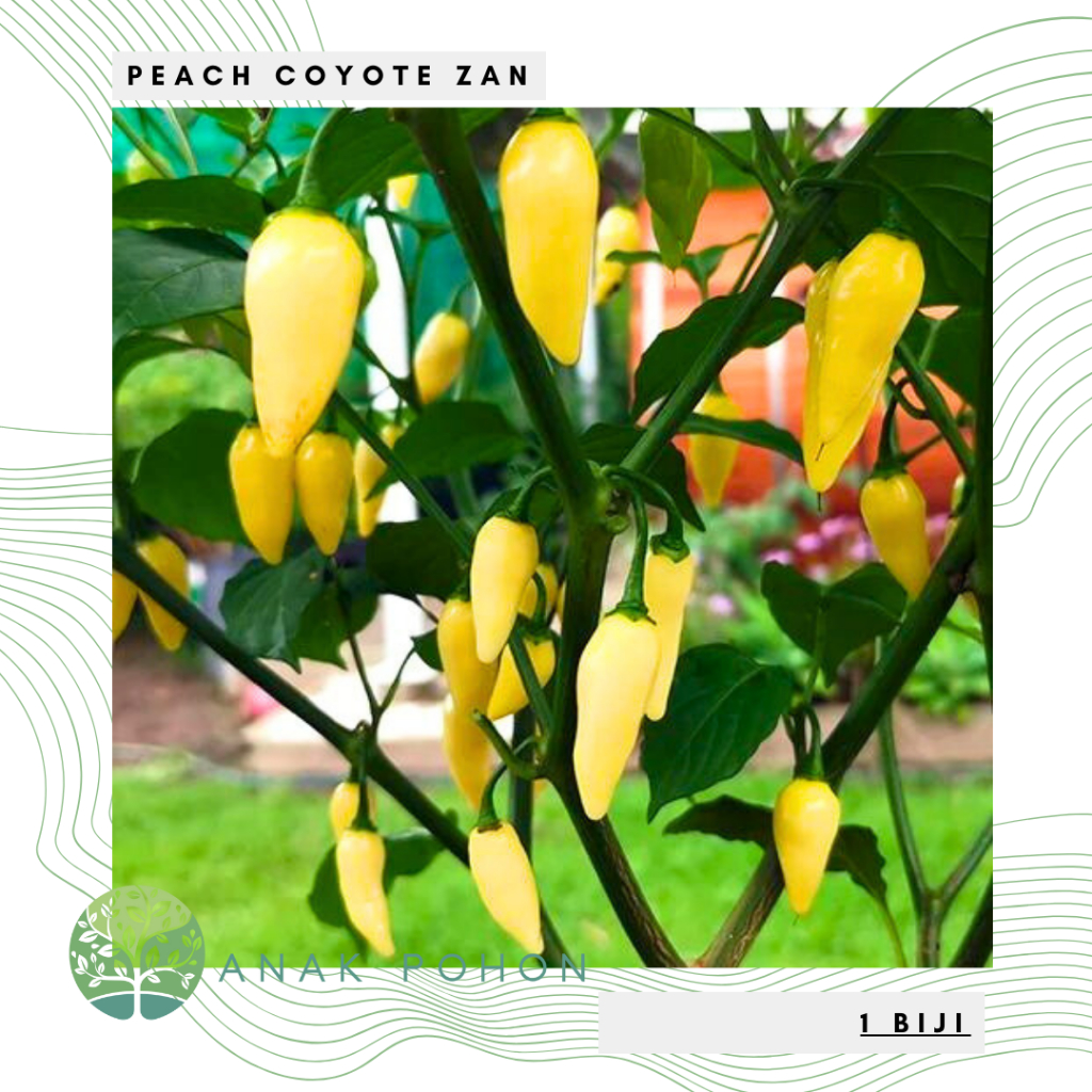 Benih Bibit Biji - Cabai Peach Coyote Zan (Cabe Buah Sangat Produktif) Pepper Seeds