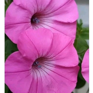 Petunia Tidalwave HOT Pink F1