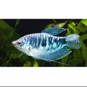 ikan sepat biru rosbi