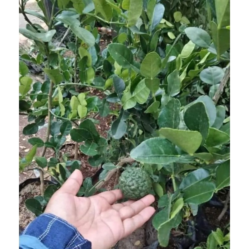 bibit jeruk purut sudah berbuah