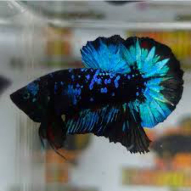 cupang Avatar Gordon dan gold top greade size M cocok untuk hiasan akuarium/akuascape dan solitet