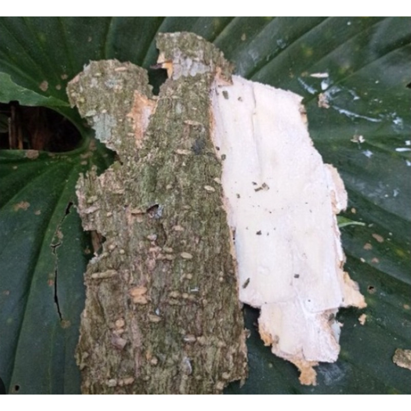 

Kulit pule kulit pohon pulay atau kulit lame segar 500 gram-az