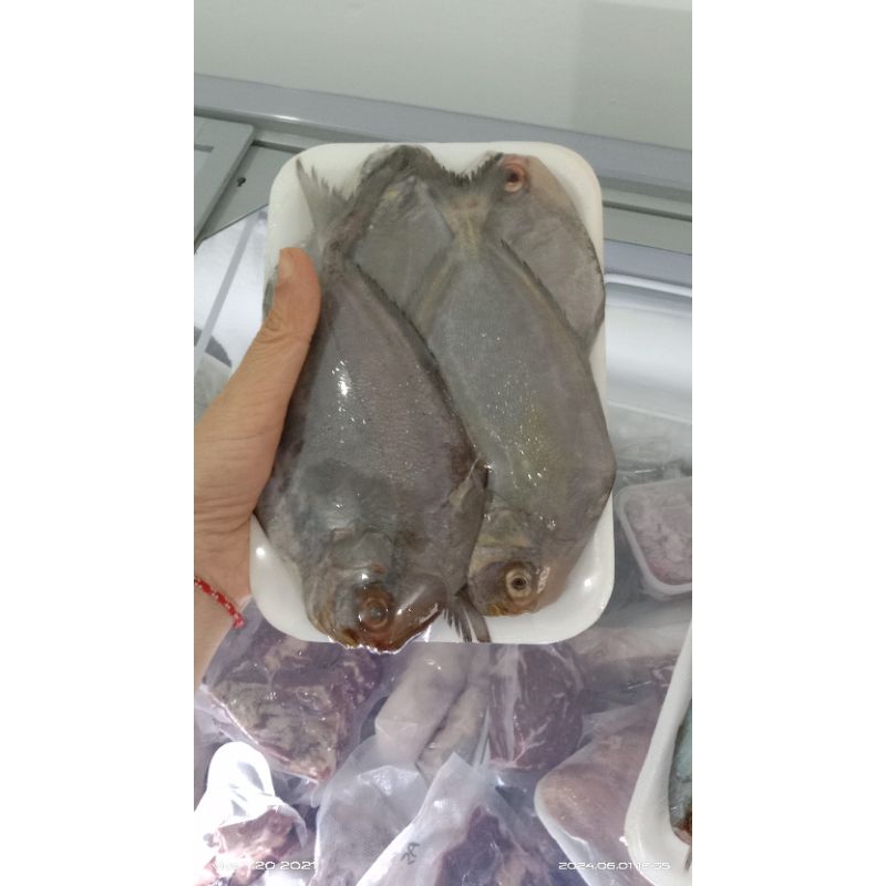 

Ikan bawal Hitam