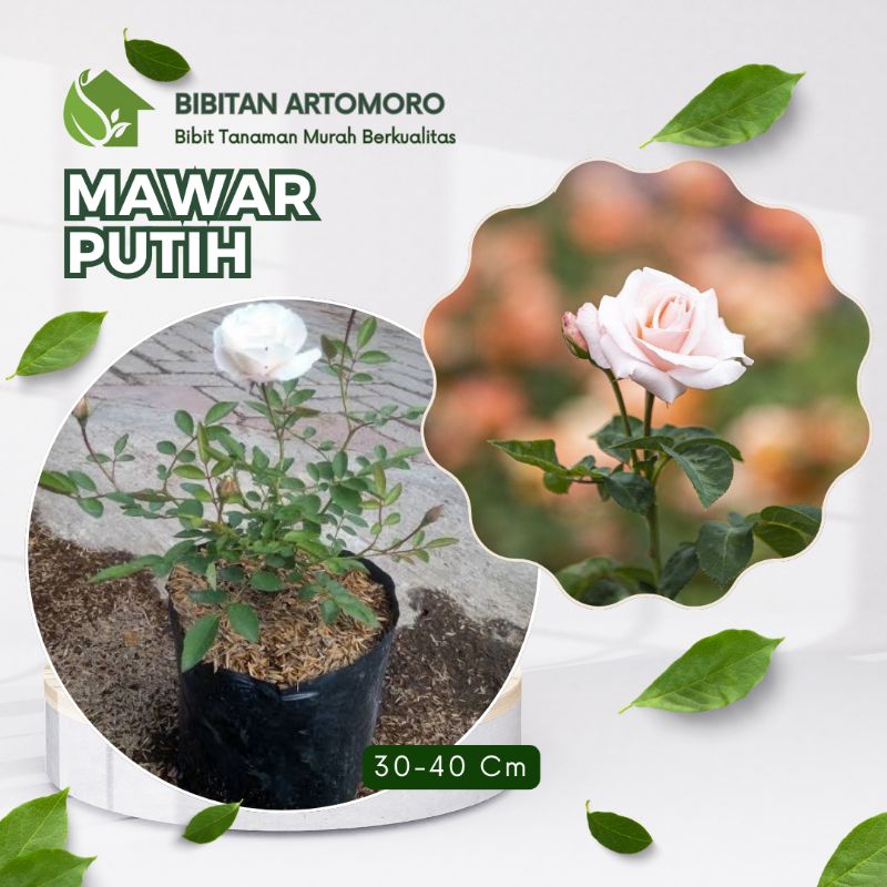 Bibit Bunga Mawar Putih Kampung Putih(Bonus Pupuk)