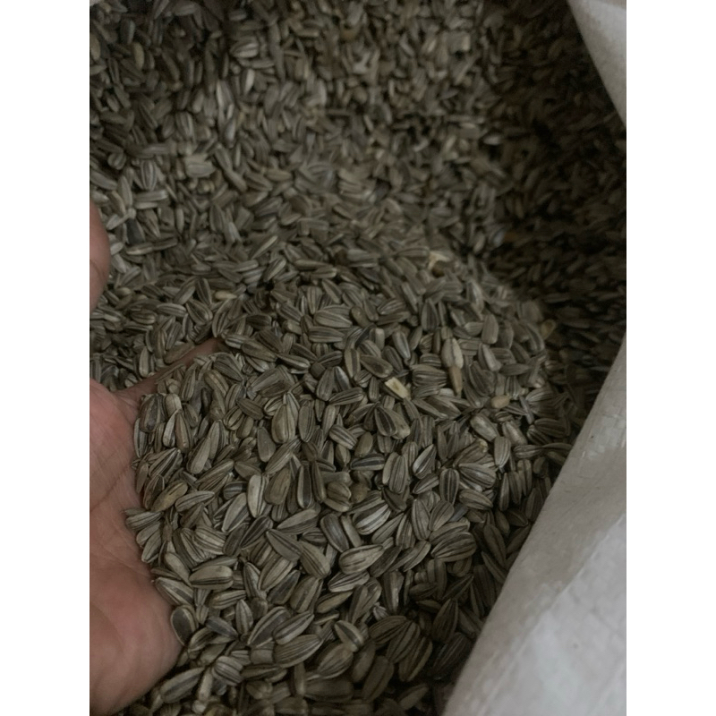 

KUACI KWACI KECIL 1 SAK 25KG