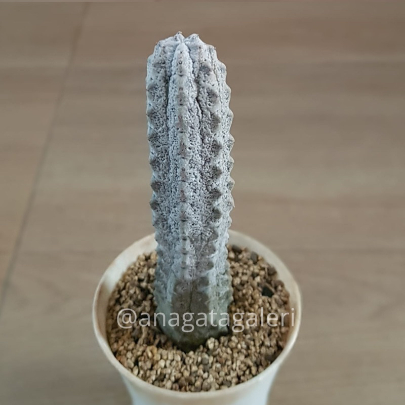 Euphorbia Abdelkuri D | Kaktus Gymno Euphorbia