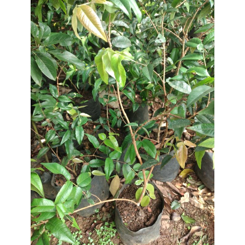 Bibit anggur brazil escarlate