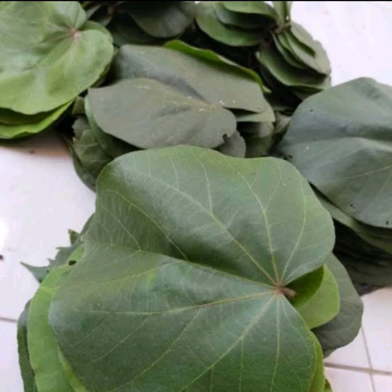 

Daun waru segar paket 1kg Herbal tradisional