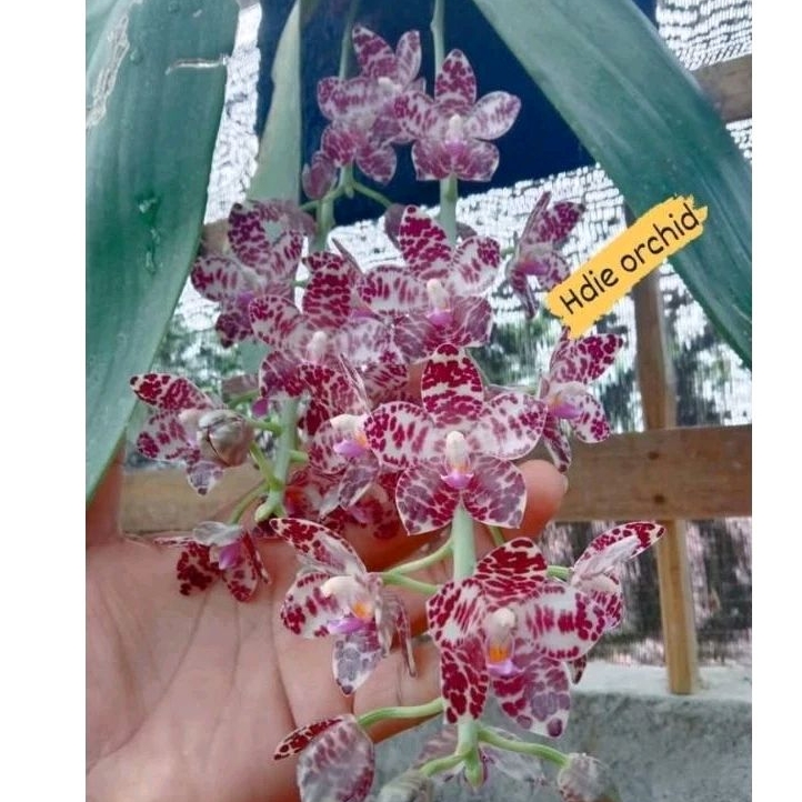 Anggrek Phalaenopsis Gigantea