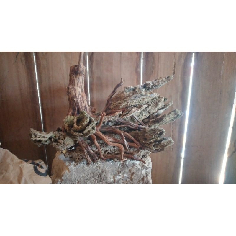 Batu fosil batu pasir batu bonsai/aquascape/paludarium