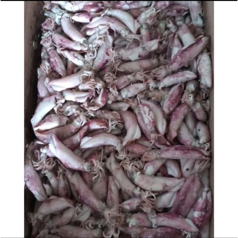 

GROSIR!!! 1KG IKAN CUMI ASIN/ cumi asin murah/ CUMI ASIN ENAK/ cumi asin gurih