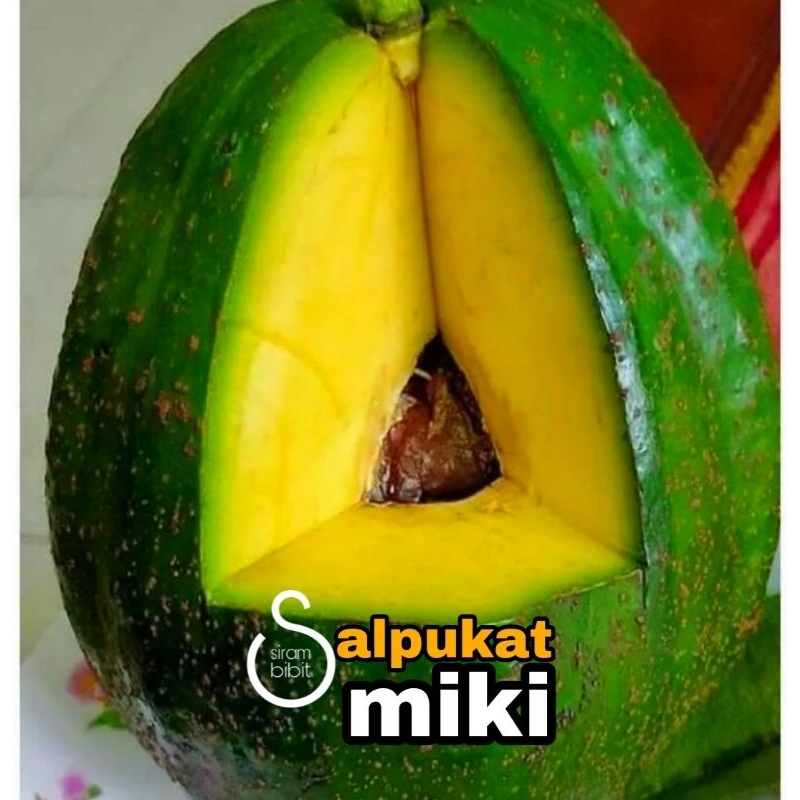 bibit alpukat miki okulasi batang besar