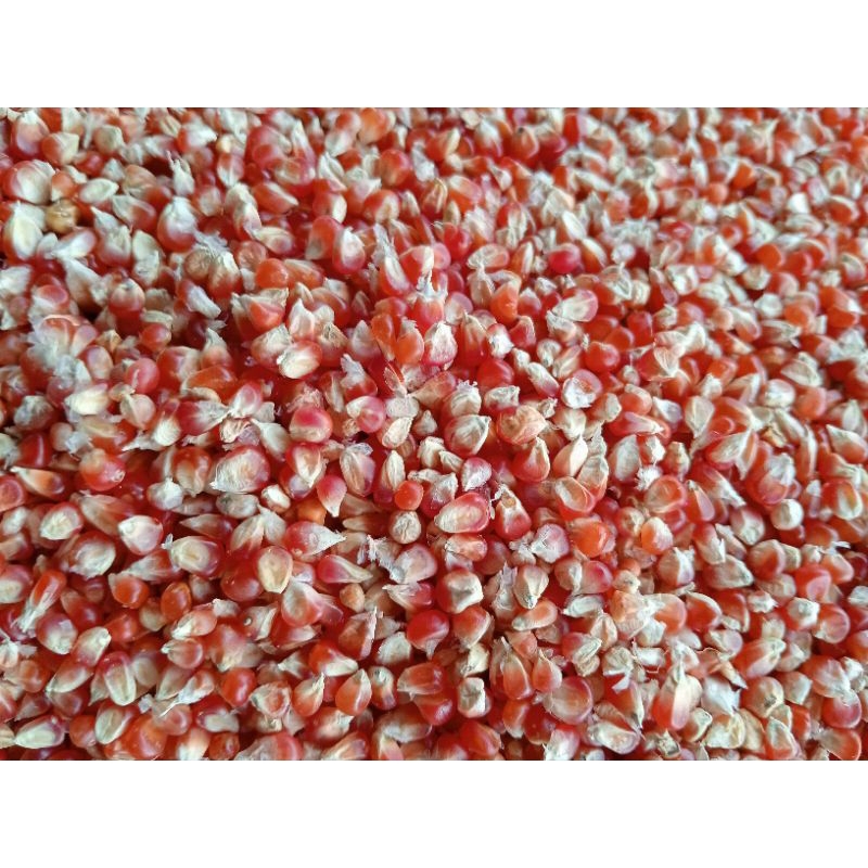 

1 kg jagung cililin & jagung manggis