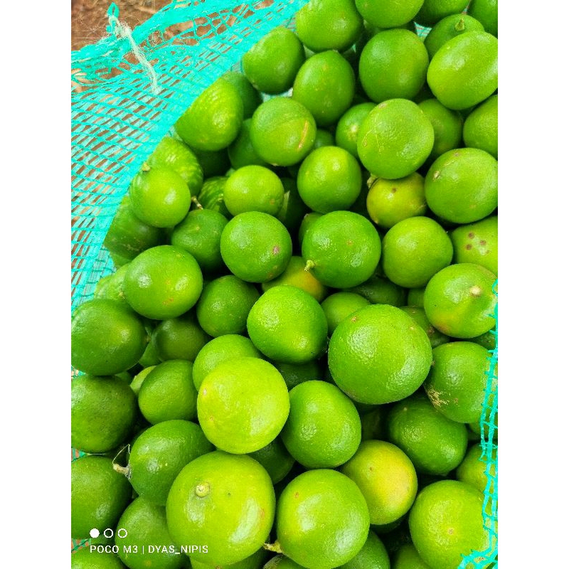 

Jeruk Nipis Segar Fresh Petik Dari Pohon (1kg )