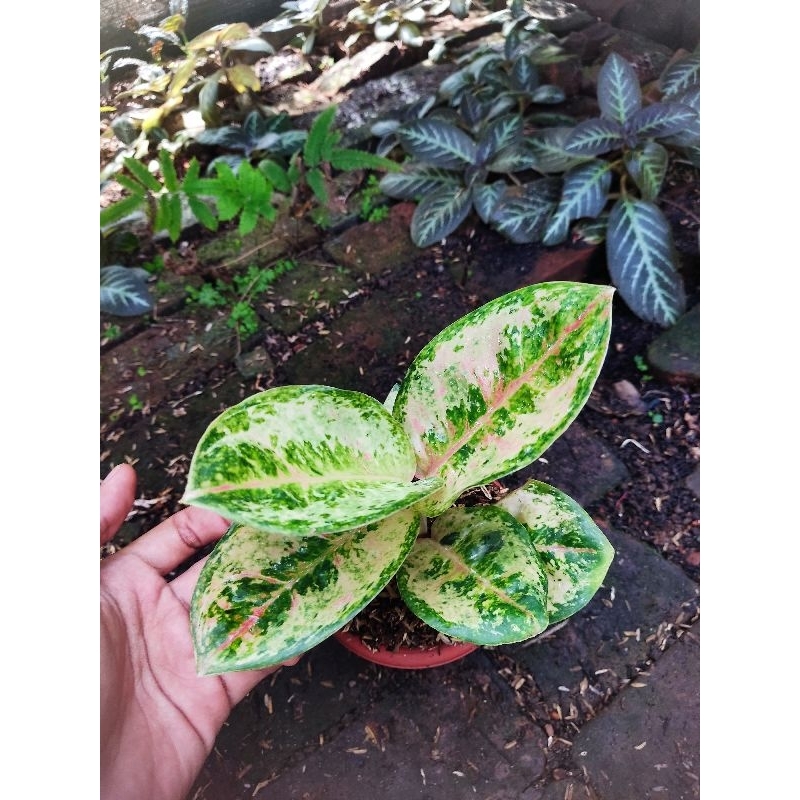 paket 2 Aglonema tanian lokal ayugreen dan rengganis
