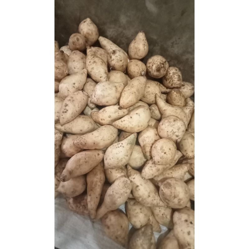 

ubi Cilembu 1kg